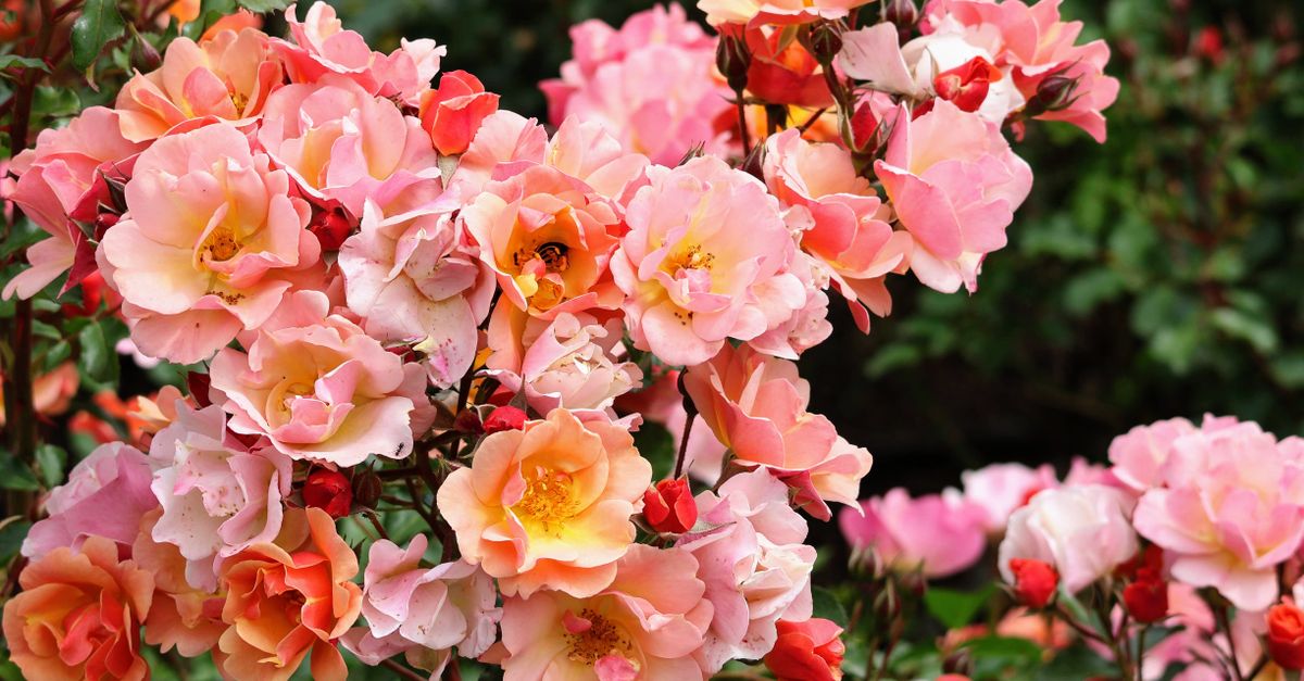 Pink Flashback Roses Pink Jazz Roses Blooming on the Shrub · Free Stock Photo