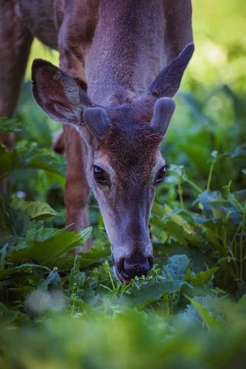 Free A deer feeding on lush green plants in a serene meadow setting. Stock Photo