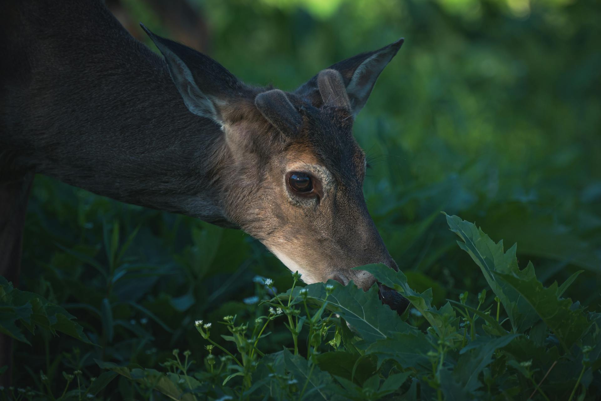 Une tête de cerf en train de manger