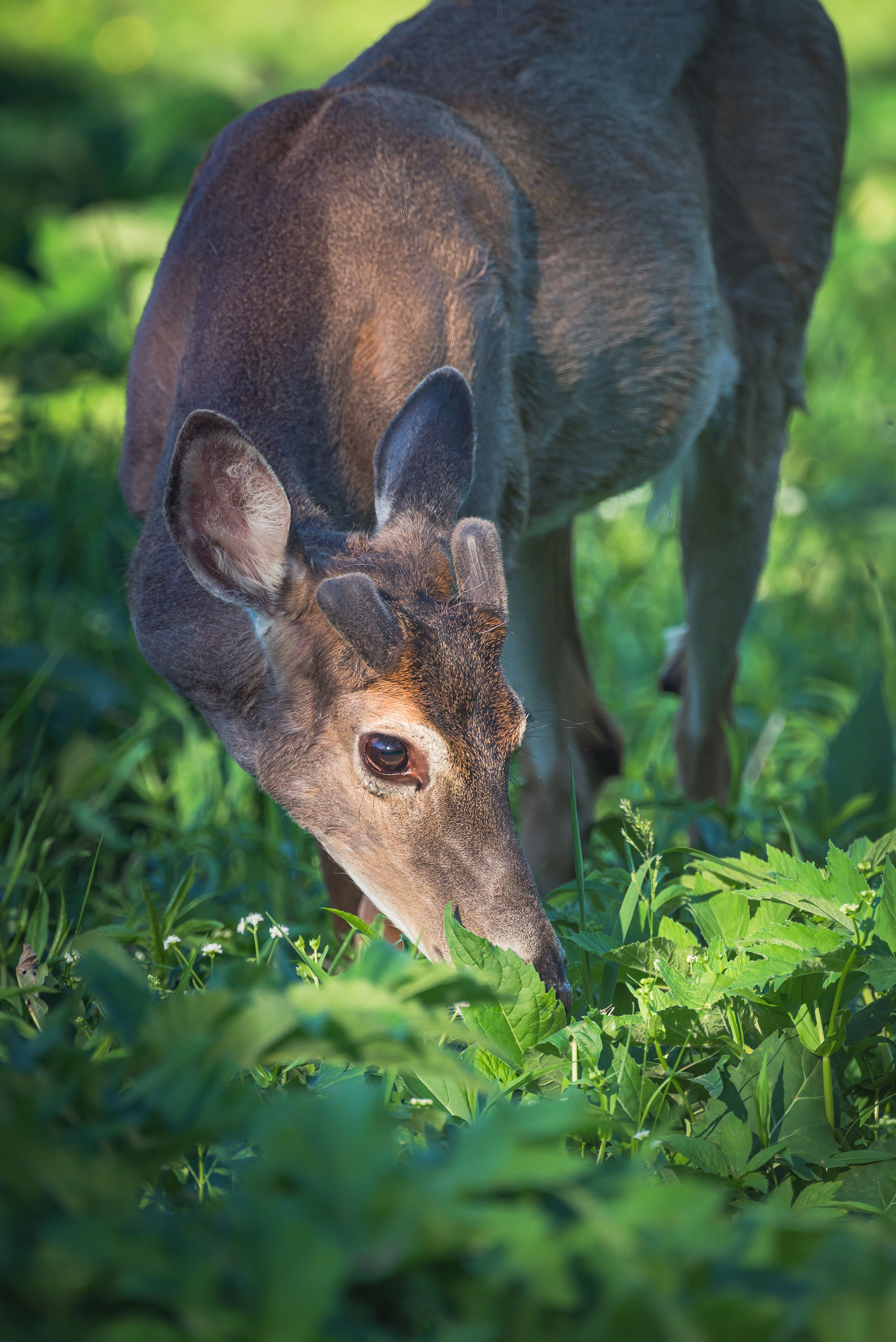 Whitetail Deer Bucks Photos, Download The