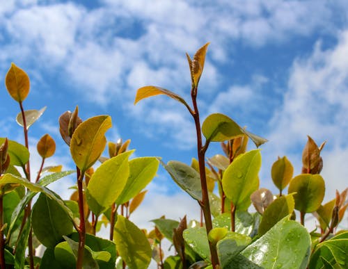 Gratis stockfoto met bladeren, blauw, blauwdruk