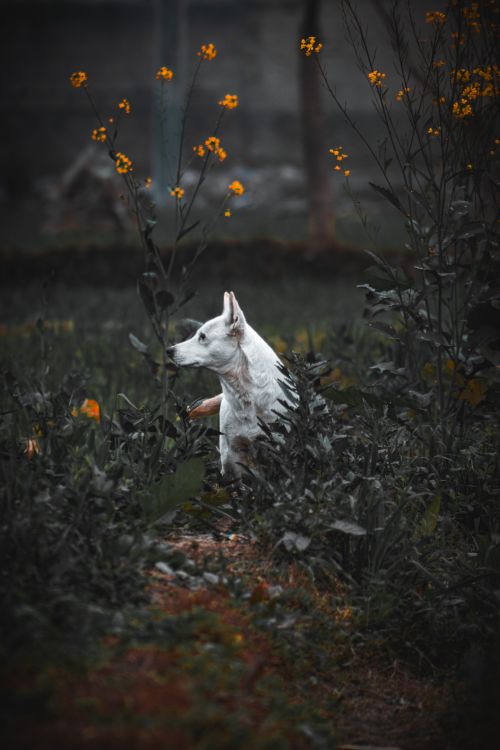 Free A beautiful white dog standing amidst vibrant garden plants during daytime. Stock Photo