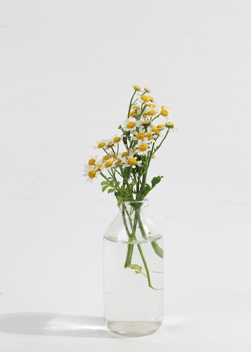 H2O, 건강, 꽃병의 무료 스톡 사진