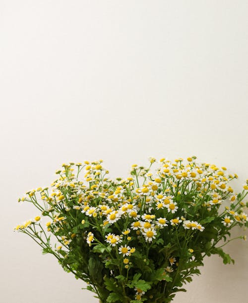 Chamomile Flower