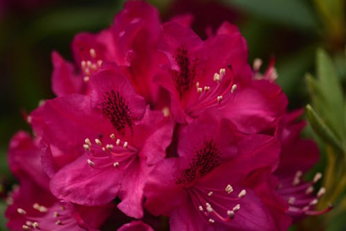 Бесплатное стоковое фото с красивый цветок, красота в природе, рододендрон