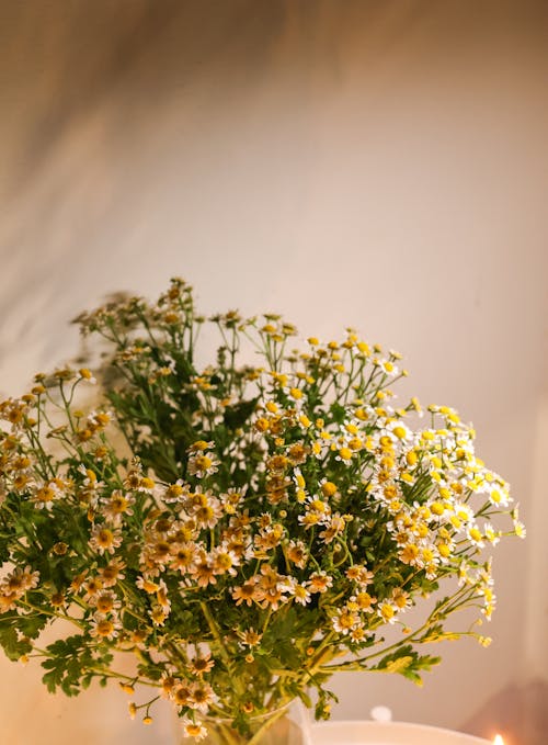 Chamomile Flower