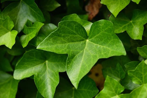 зеленые листья плюща