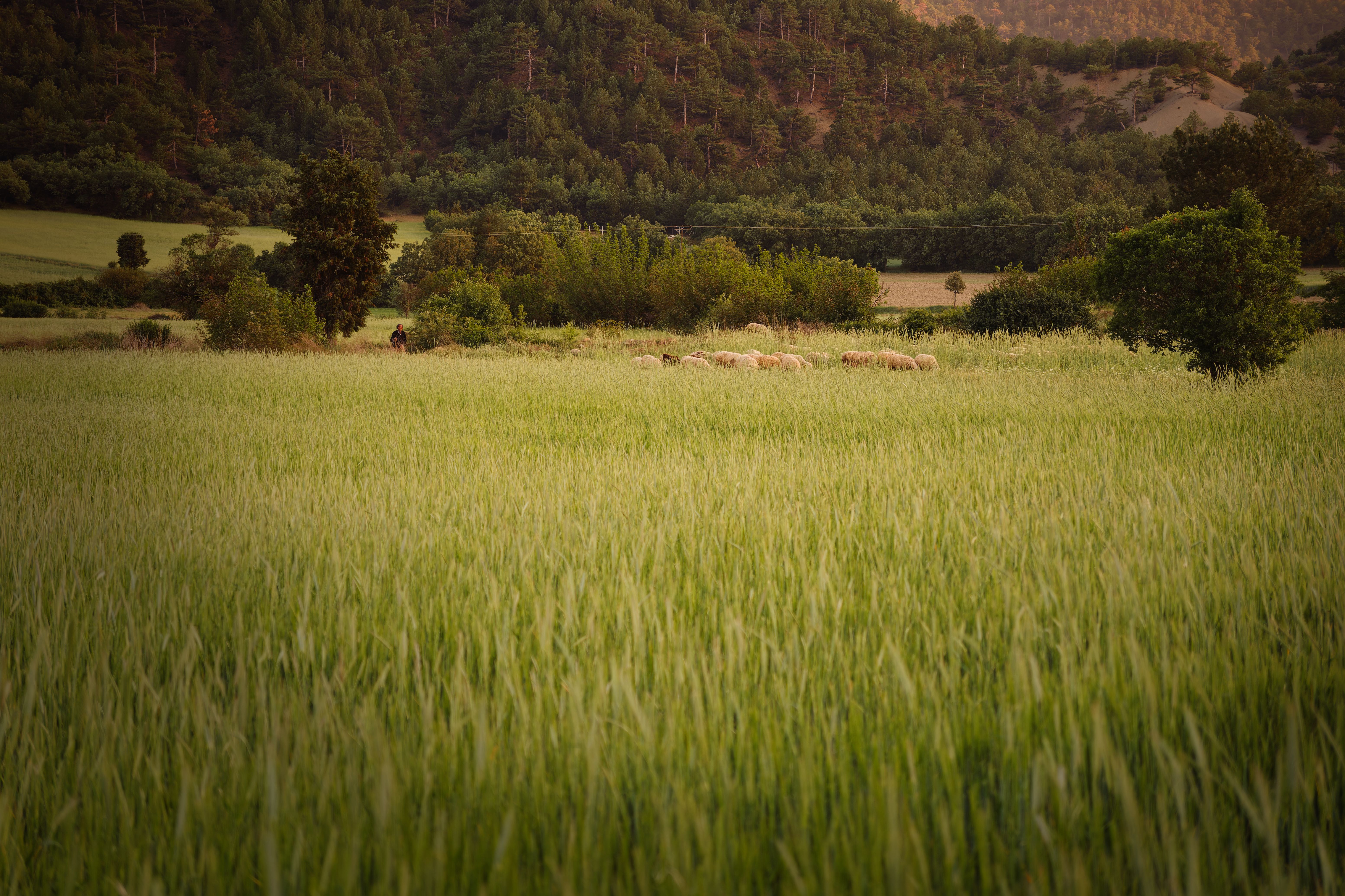 Fields · Free Stock Photo
