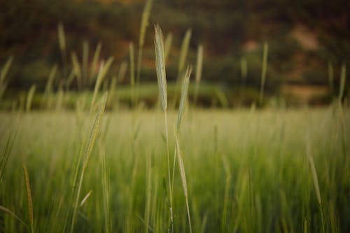 Gratis stockfoto met akkerland, buiten, cornflakes