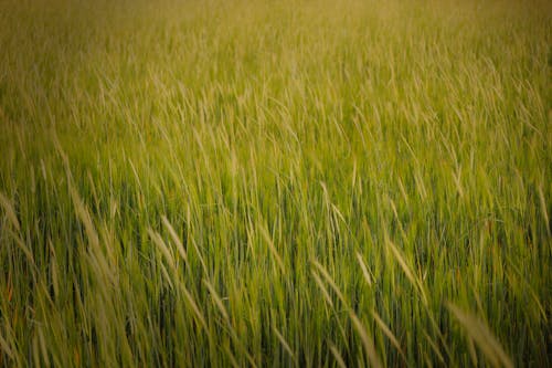 Gratis stockfoto met akkerland, boerderij, brood