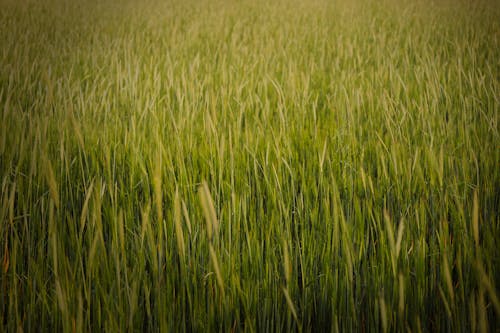 Gratis stockfoto met akkerland, boerderij, brood