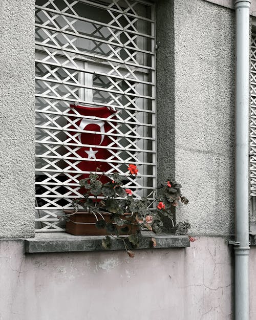 A window with a red flower in a pot