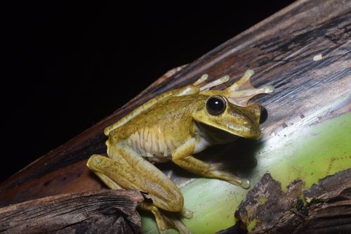 Free Close-up of a vibrant Rosenberg's Tree Frog on a log at night. Stock Photo