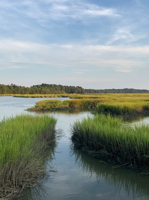 Free Serene wetlands landscape with tall grass and expansive sky, perfect for nature themes. Stock Photo