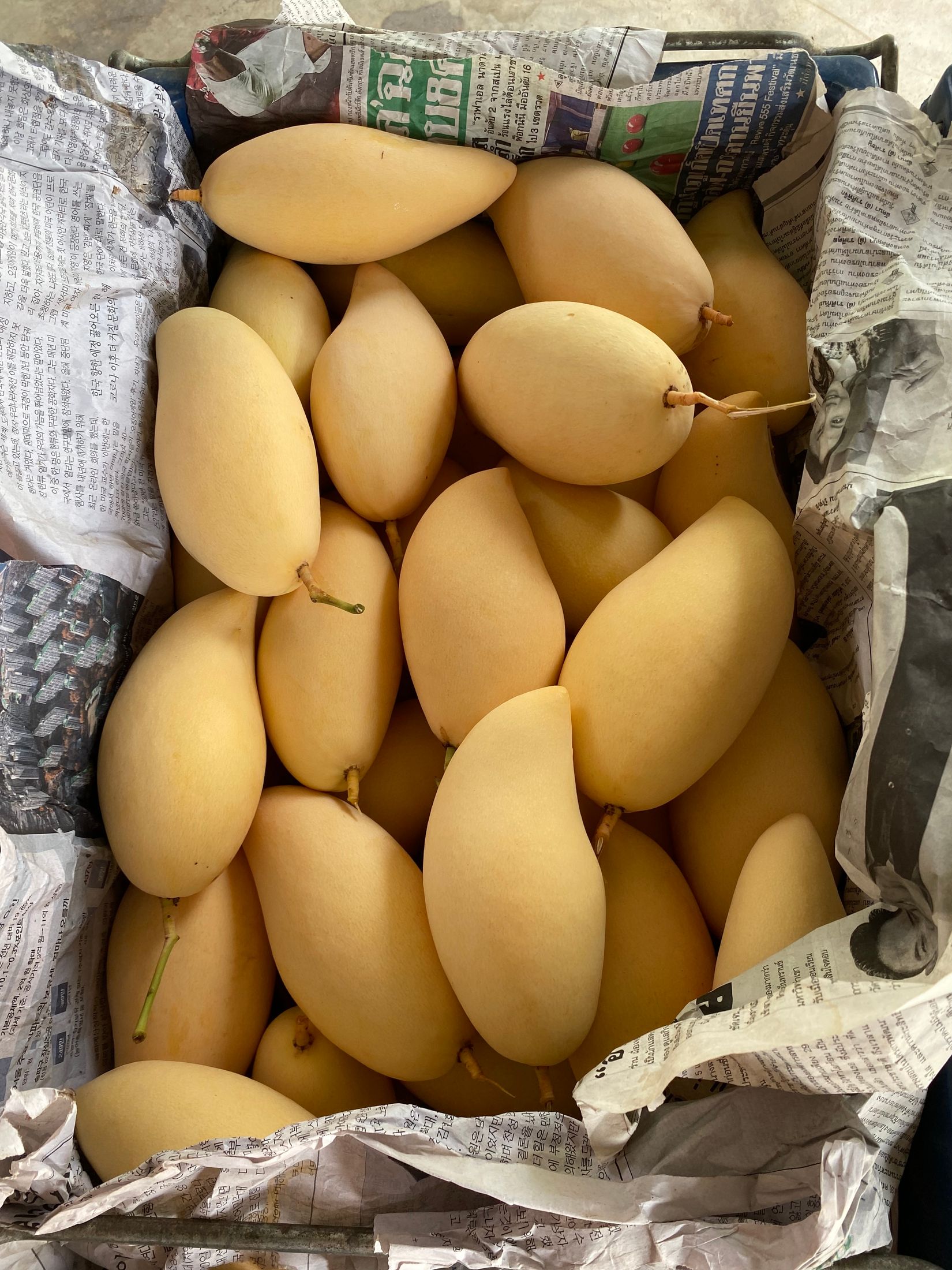 Kesar — GI-tagged from Gujarat's Junagadh / Gir Somnath region — bright orange pulp and a distinctive fragrance.