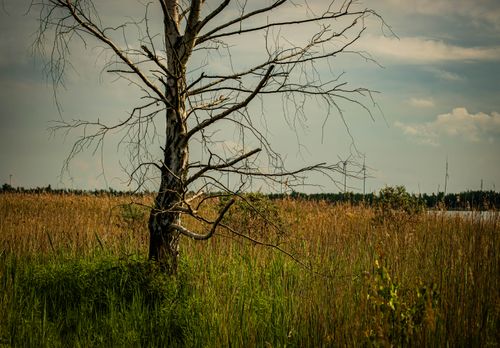 Free A solitary leafless tree in a serene rural meadow setting in Salzgitter, Germany. Stock Photo