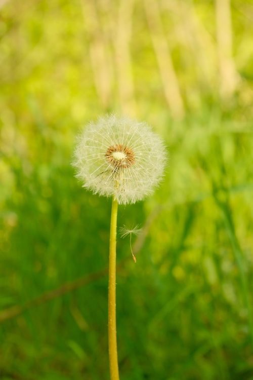 Free A vibrant dandelion seed head against a bright green spring background. Stock Photo