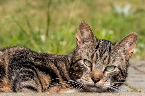 Porträt Eines Katers