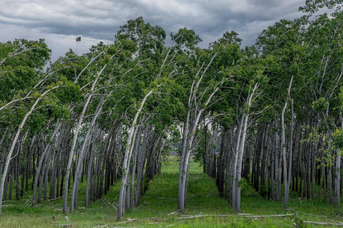 crooked forest