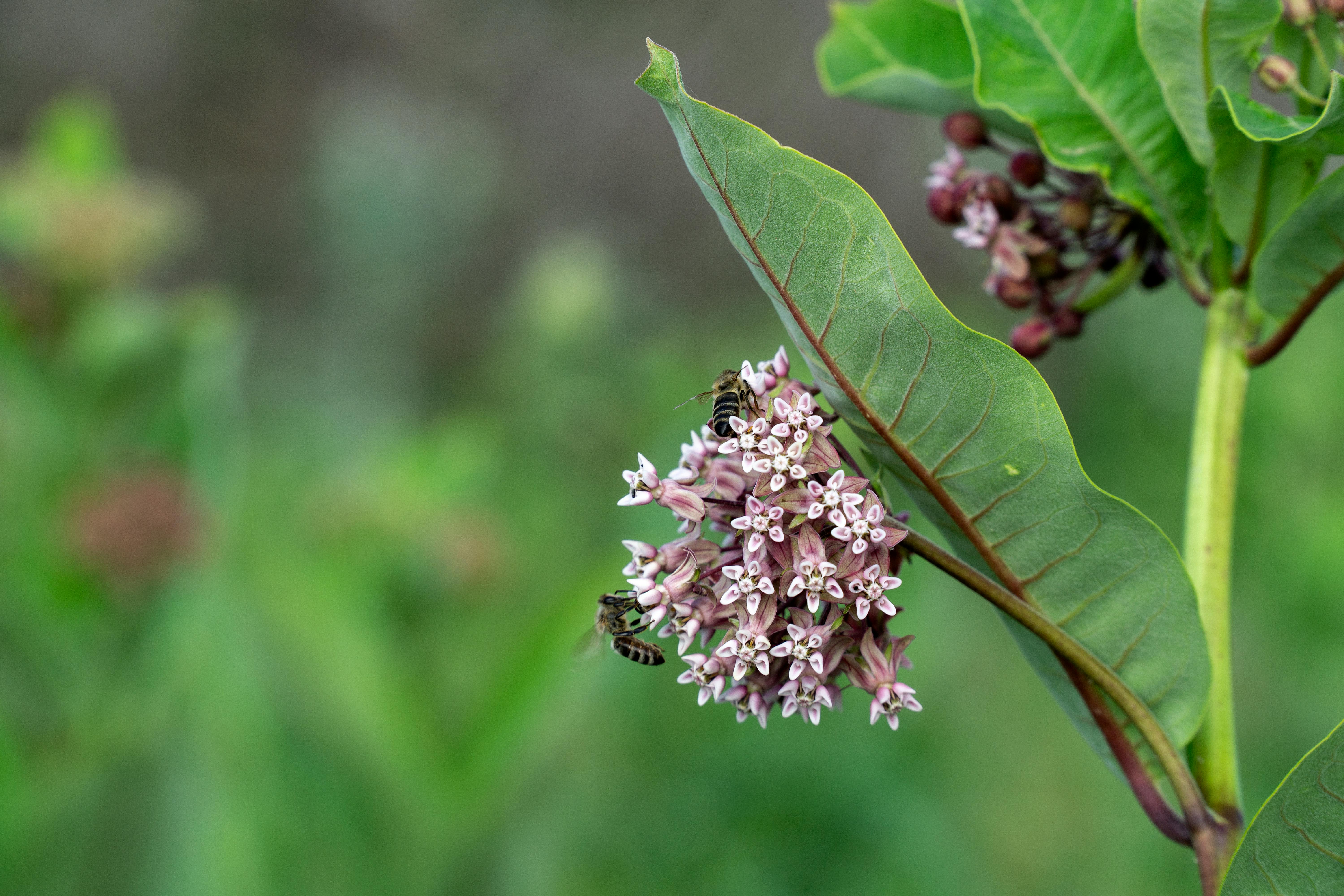 Beneficios de cultivar plantas autóctonas en tu jardín