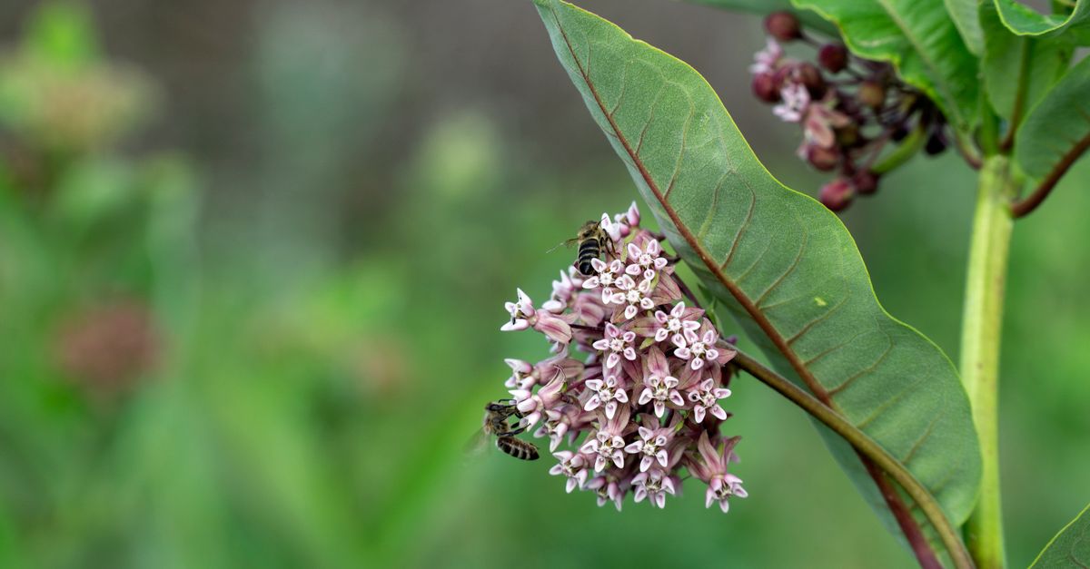 Beneficios de cultivar plantas autóctonas en tu jardín