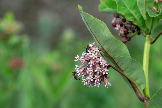 A detailed shot of common milkweed flowers and bees in a garden setting.