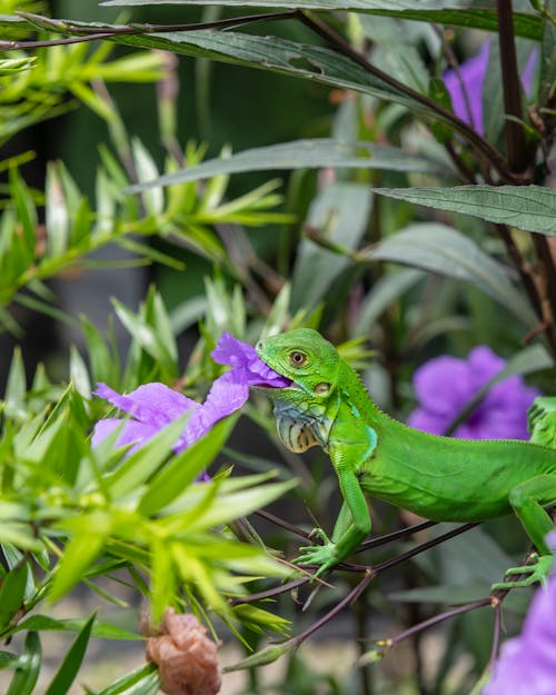 Iguana Verde