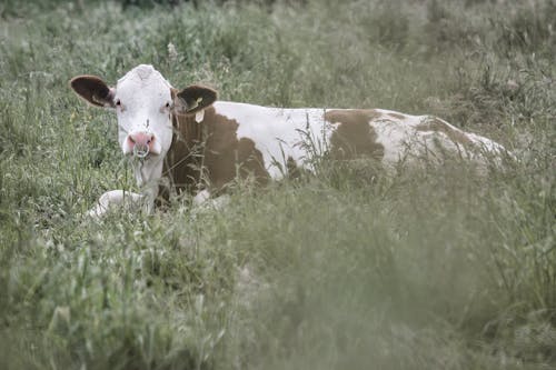 A cow laying down in a field of grass