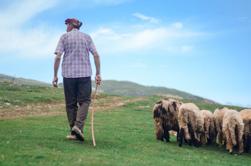 免费 牧羊人走在草地上的羊群的背影照片 素材图片