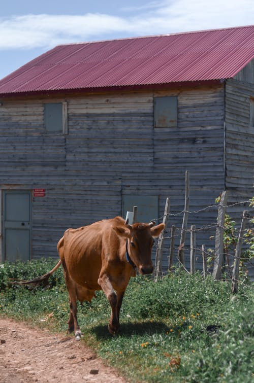 谷仓附近的棕色母牛