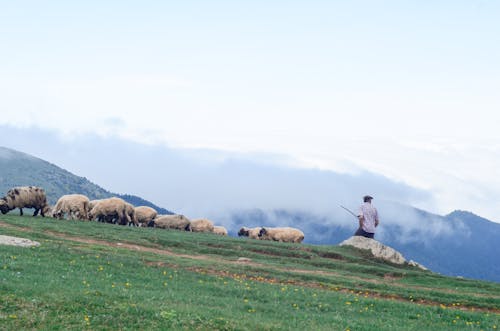Мужчина в окружении овец