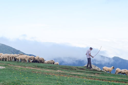 Free Man Walking on Grass Field With Sheeps Stock Photo