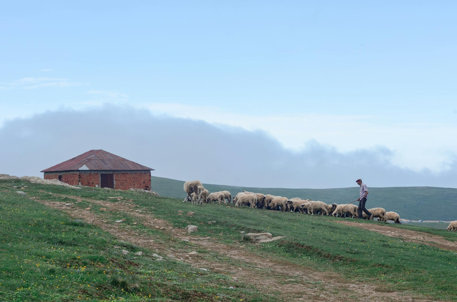 Photo of Shepherd Walking His Flock of Sheep in Grass Field Next to a Brick House