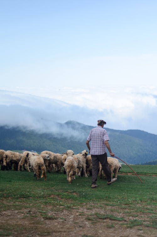Vista Posteriore Foto Di Pastore Che Cammina Con Il Suo Gregge Di Pecore Nel Campo In Erba