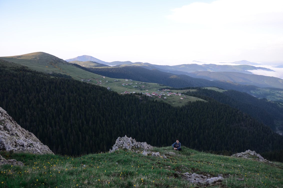 Imagine de stoc gratuită din arbori, codru, creștere