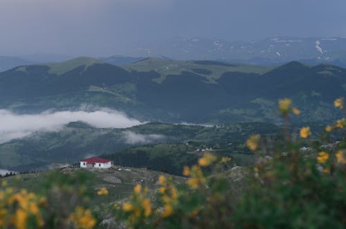 Imagine de stoc gratuită din arbori, cămin, ceață