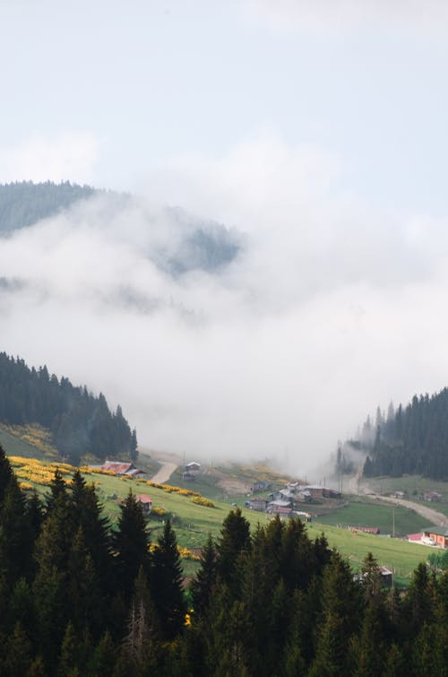 Aerial Photography of Pine Trees Covered by Fog Near Houses