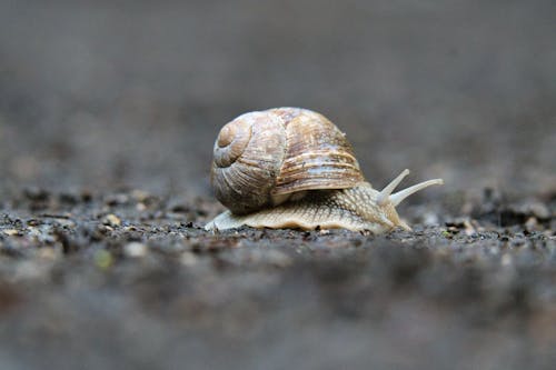A snail crawling on the ground in front of a tree