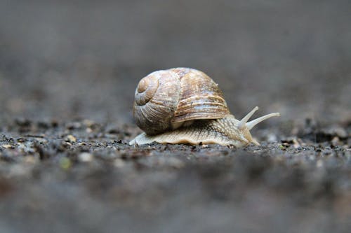 Foto profissional grátis de animais selvagens, animal, ao ar livre