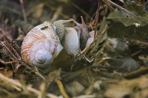 Kostenloses Stock Foto zu schnecke, schneckenhaus, wildlife