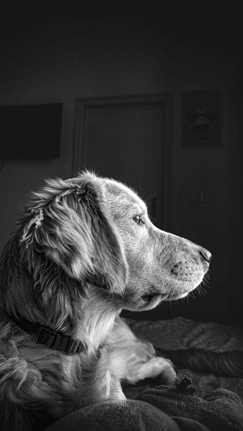Free Captivating black and white portrait of a dog lying down in a relaxed pose, showcasing serenity and calm. Stock Photo