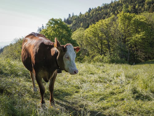 A brown cow standing in a grassy field