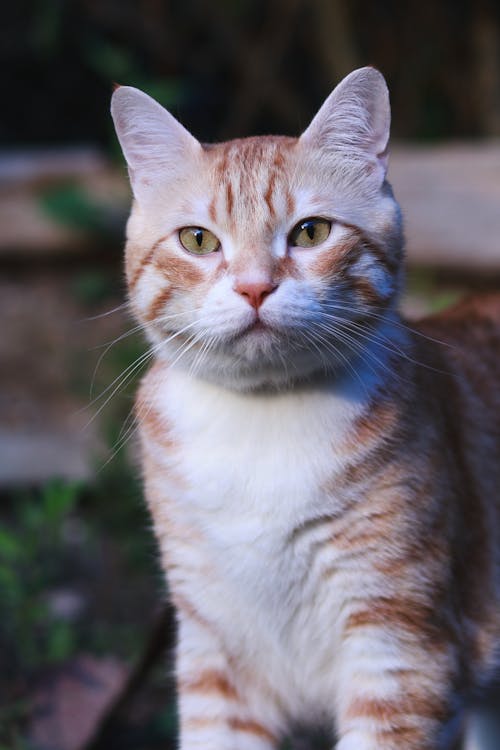 Бесплатное стоковое фото с cat, red cat