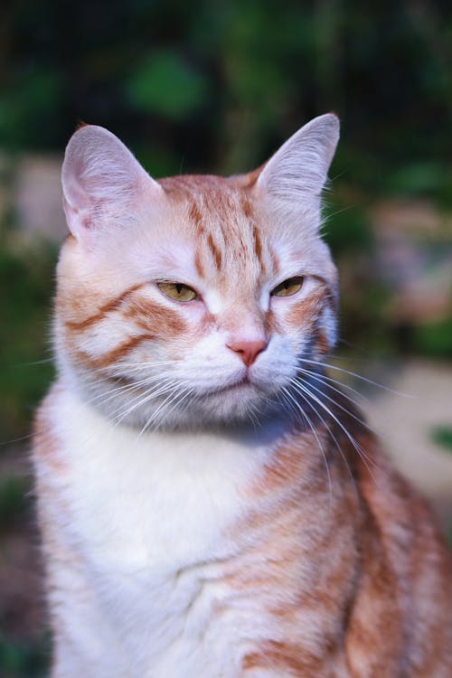 A cat with a white and orange face