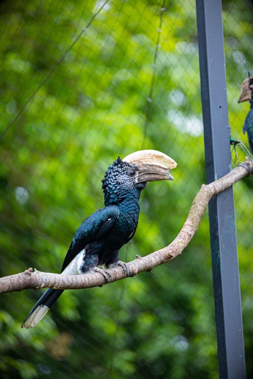 Free A Silvery-Cheeked Hornbill perching on a branch at a zoo, captured in vivid detail. Stock Photo