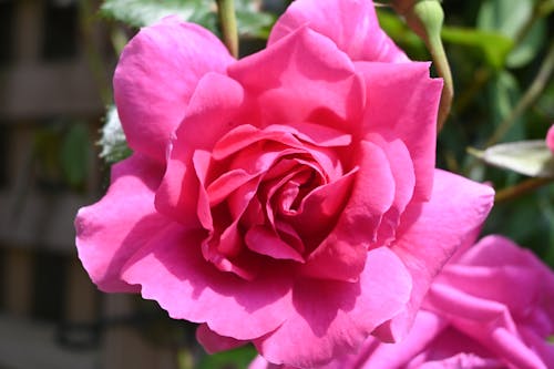 Kostnadsfri bild av blomma, ros, rosa