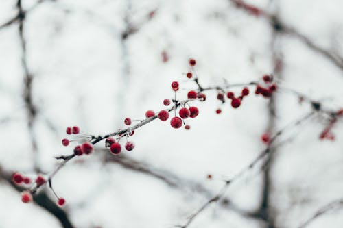 Red Cherries Selective Focus Photography