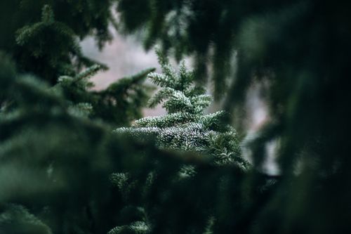 Free Close-up view of frost-covered evergreen branches surrounded by a blurred forest background. Stock Photo