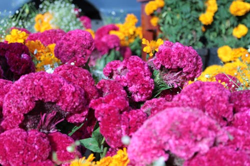 Foto profissional grátis de dia dos mortos, flor, flores