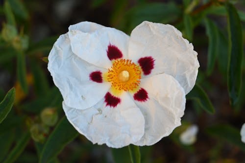 Kostnadsfri bild av blomma, gyllene, kronblad